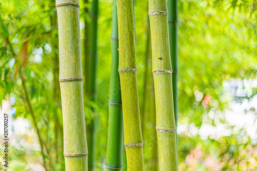 A close-up of yellow-green bamboo branches in bamboo forest