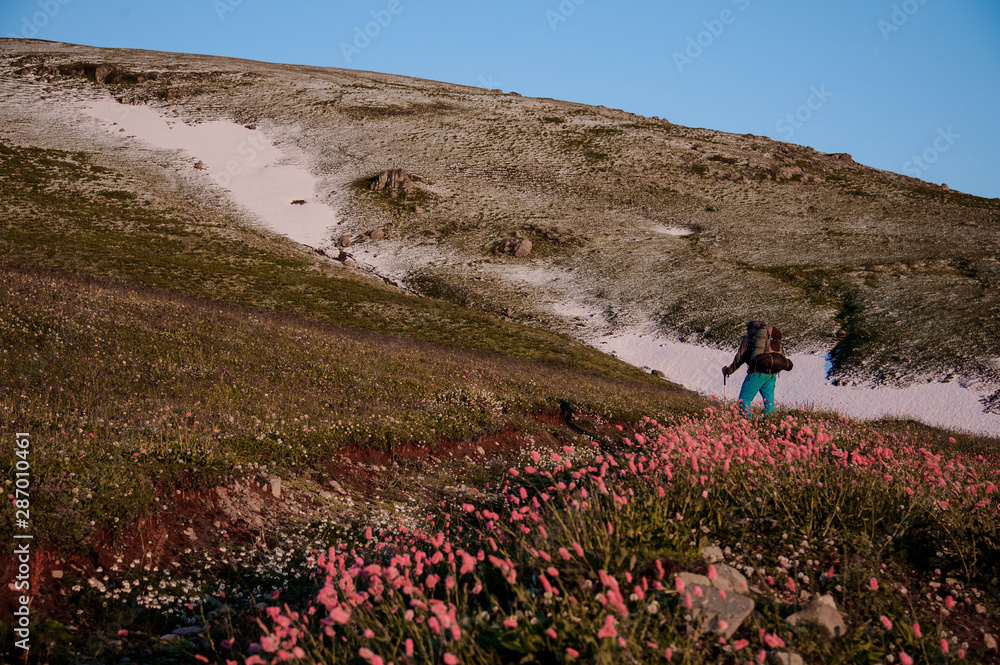 Rear view man standing on the hill field with hiking backpack and sticks in the foreground of pink flowers