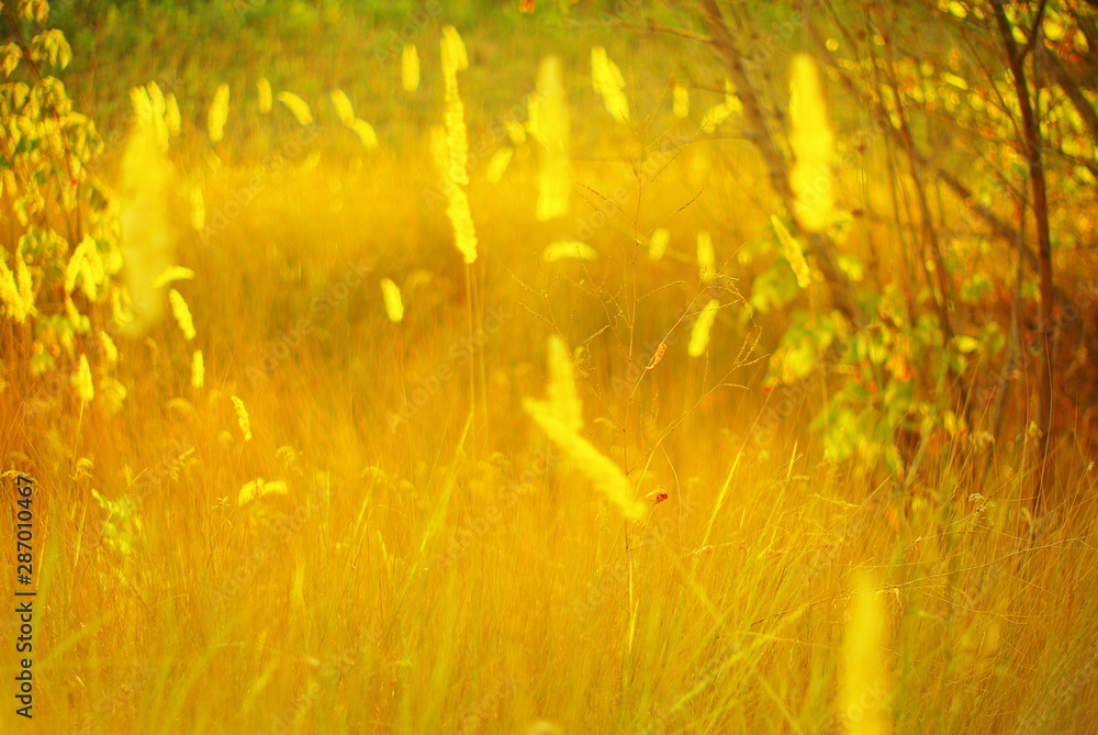  wild field plants on a green blurred background of the meadow