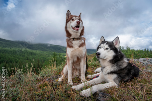 Siberian husky resting in the mountain summer forest. Two husky dogs on a walk. Brown and black and white dogs with blue eyes