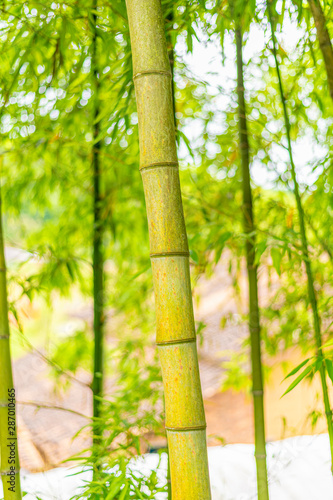 A close-up of yellow-green bamboo branches in bamboo forest