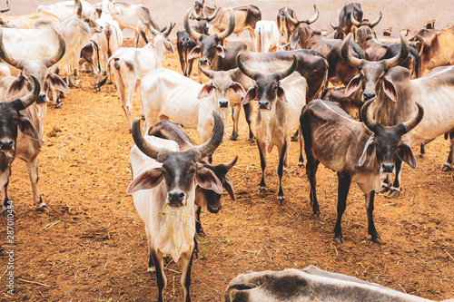 indian dairy farming  indian cattle