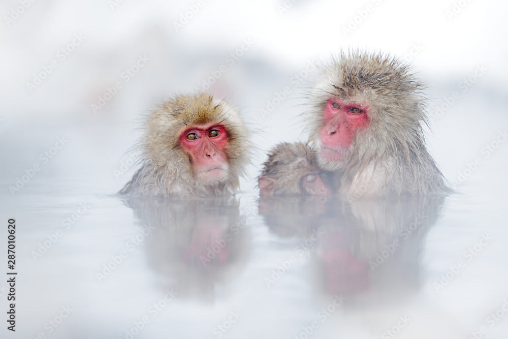 Family in the spa water Monkey Japanese macaque, Macaca fuscata, red face portrait in the cold water with fog, animal in the nature habitat, Hokkaido, Japan. Wide angle lens photo with nature habitat. Family in the spa water Monkey Japanese macaque, Macaca fuscata, red face portrait in the cold water with fog, animal in the nature habitat, Hokkaido, Japan. Wide angle lens photo with nature habitat.
