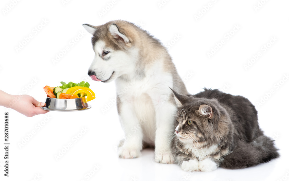 Obraz premium Alaskan malamute puppy and maine coon cat looking on a bowl of vegetables. Isolated on white background