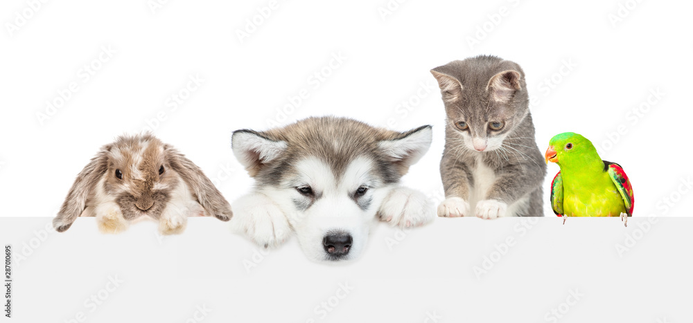 Large group of pets  over empty white banner looking down. isolated on white background. Empty space for text - obrazy, fototapety, plakaty 