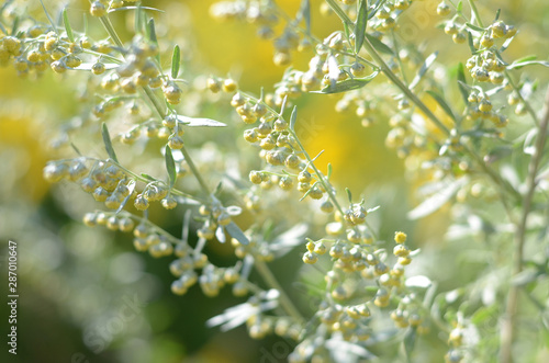 Wormwood. Flowering absinthium. Medicinal plant. Background blur. Wormwood on the field in the sunlight Blooming wild field. photo