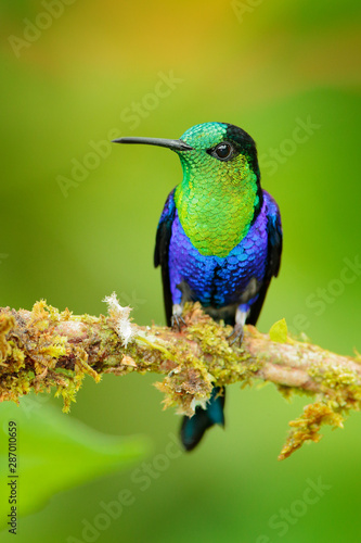 Purple-crowned woodnymph, Thalurania colombica fannyi, hummingbird in the Colombian tropical forest, blue an green glossy bird in the nature habitat. Glossy shiny bird, green vegetation, wildlife.