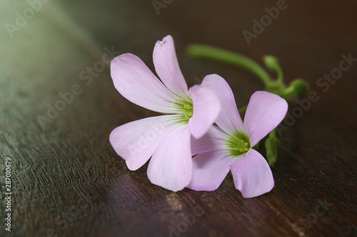 Oxalis regnellii atropurpurea  flower.    Purple Shamrock.    closeup    beautiful    purple    flower.