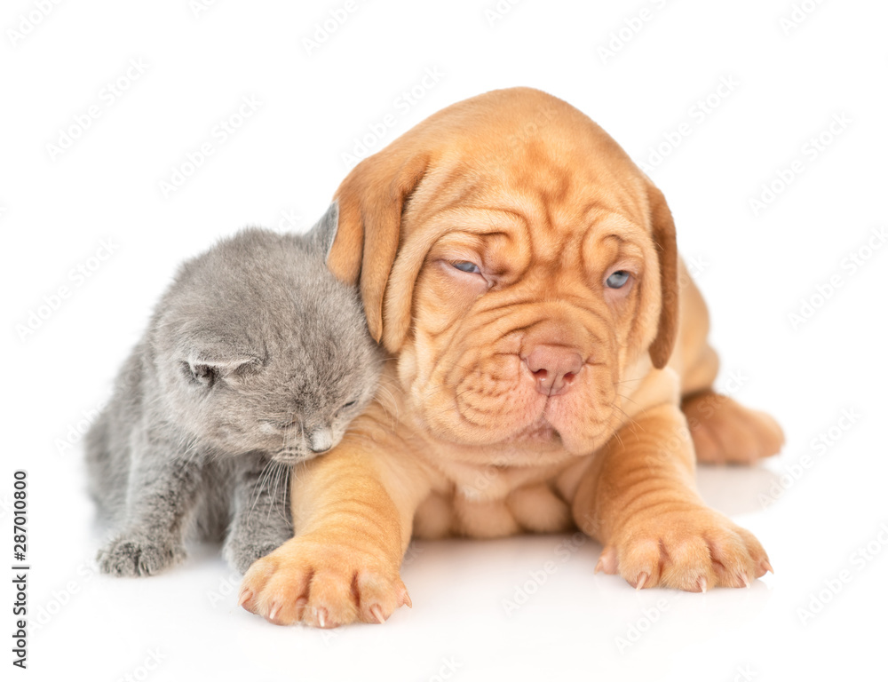 Cute puppy lying with sleepty kitten. isolated on white background