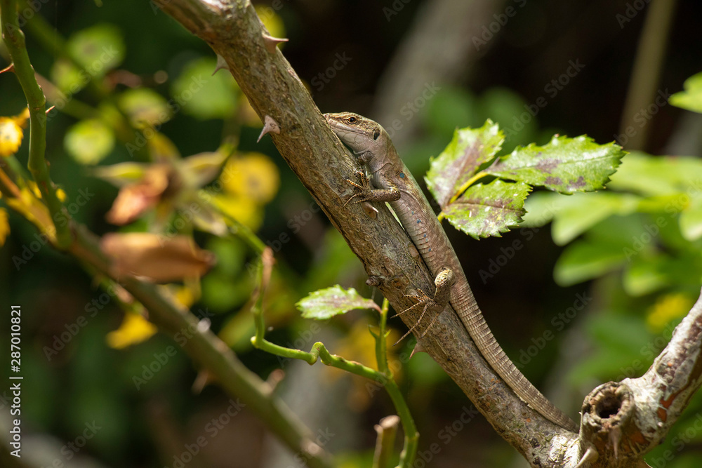 green lizard on a tree green lizard on a tree