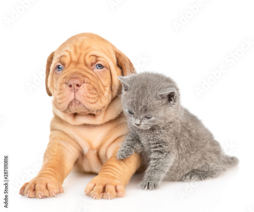 Baby kitten sitting with mastiff puppy. isolated on white background