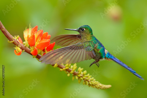  Hummingbird Long-tailed Sylph, Aglaiocercus kingi with orange flower, in flight. Hummingbird from Colombia in the bloom flower, wildlife from tropic jungle.