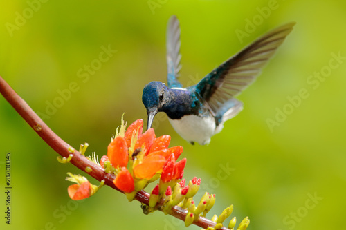 White-necked Jacobin, Florisuga mellivora, blue and white little bird hummingbird flying next to beautiful orange flower with green and orange forest background, Colombia.