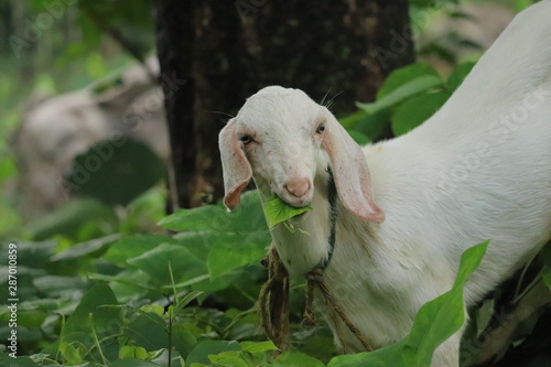 White goat eating green leaves