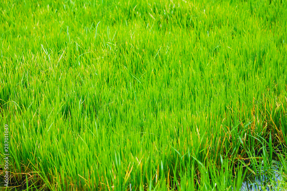 Rice field on landscape background in India Rice field on landscape background in India