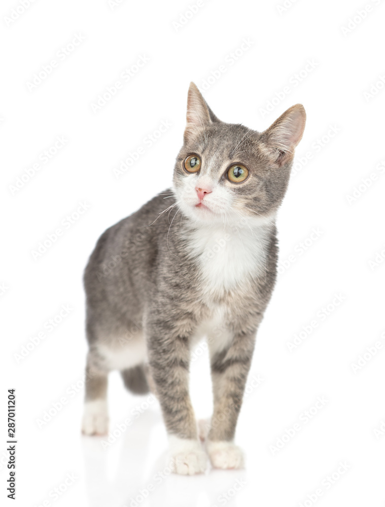 Fototapeta premium Young cat standing in front view and looking up. isolated on white background