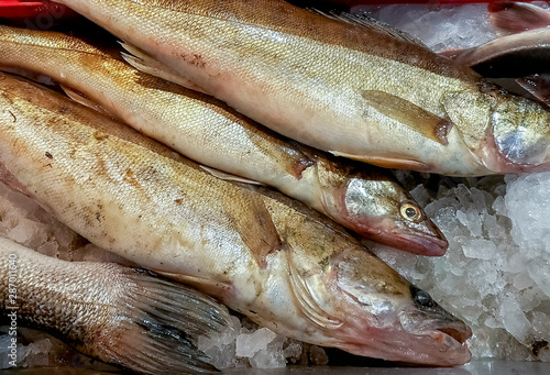 Wild freshwater pike-perch on ice, European fish market