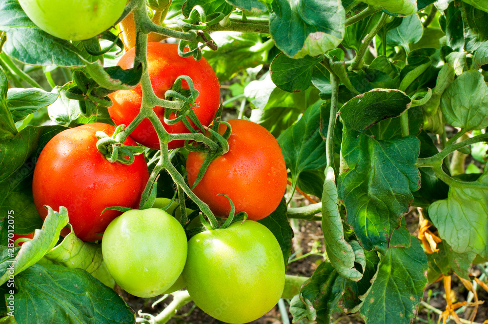 delicious and red tomatoes natural