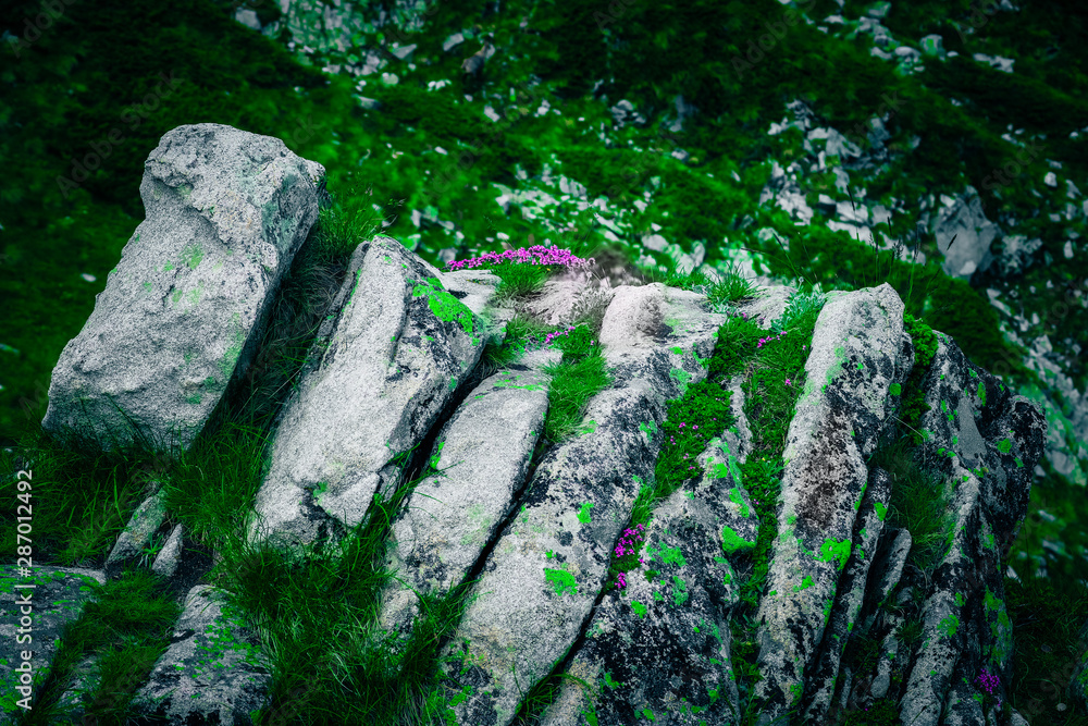 Abstract natural forest background. Alpine mountain nature backdrop, green mossy old rocks, hiking trail, violet flowers. Abstract natural forest background. Alpine mountain nature backdrop, green mossy old rocks, hiking trail, violet flowers.