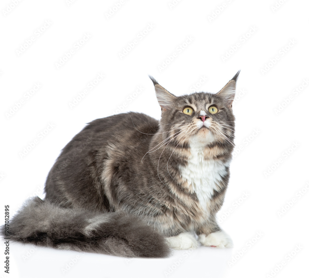 Adult maine coon cat lying and looking up. isolated on white background