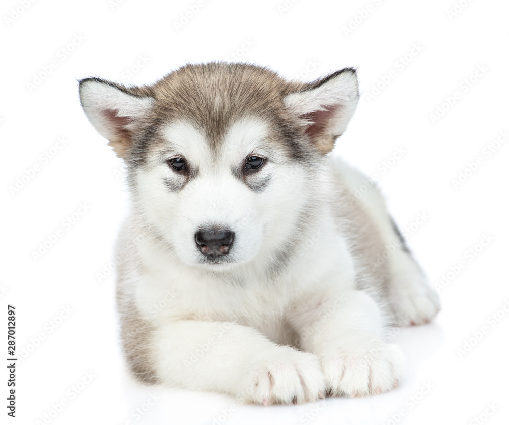 Portrait of a alaskan malamute puppy lying in front view. isolated on white background
