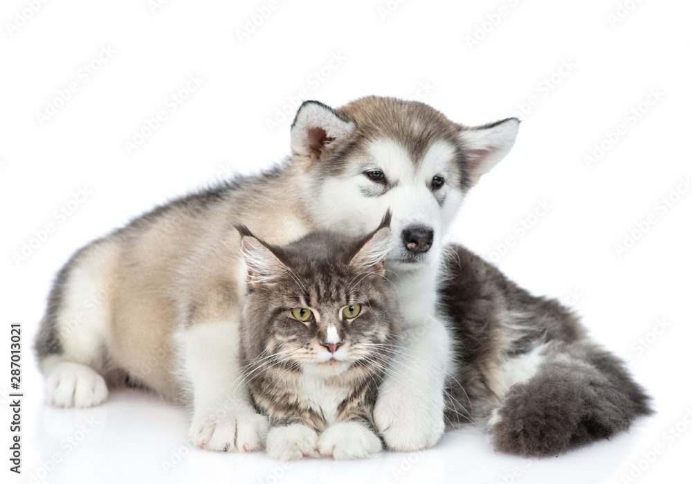 Alaskan malamute puppy  embracing adult maine coon cat. isolated on white background