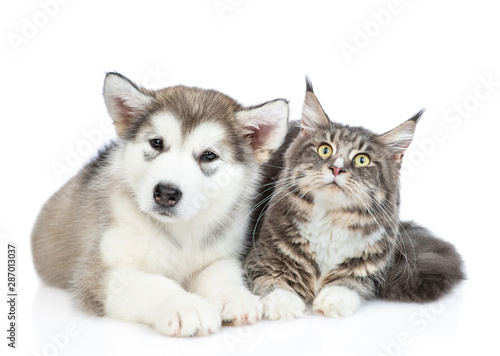 Alaskan malamute puppy and adult maine coon cat lying and looking up together. isolated on white background