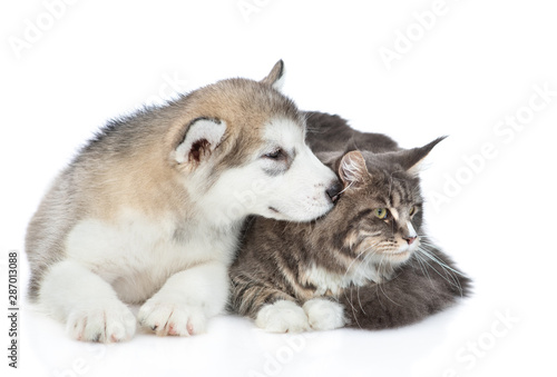 Alaskan malamute puppy sniffing adult maine coon cat. Isolated on white background