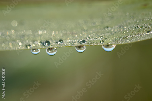 green leaf with dew / water drops and green nature background