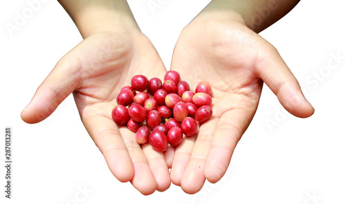 isolated​ coffee​ cherry​ with​ hand​ on​ white​ background.