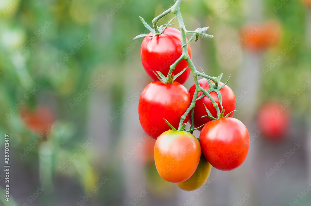Bunch of ripe red tomatoes closeup on vegetable garden background