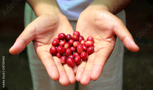 coffee​ cherry​ with​ hand.​ coffee​ fruit​s