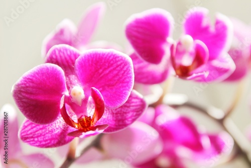 pink orchid flowers  fuchsia  