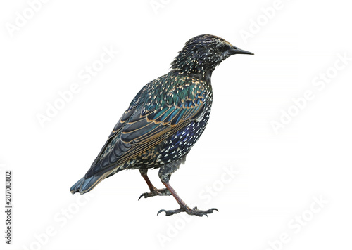 Common starling (Sturnus vulgaris), also known as European starling © valeriyap