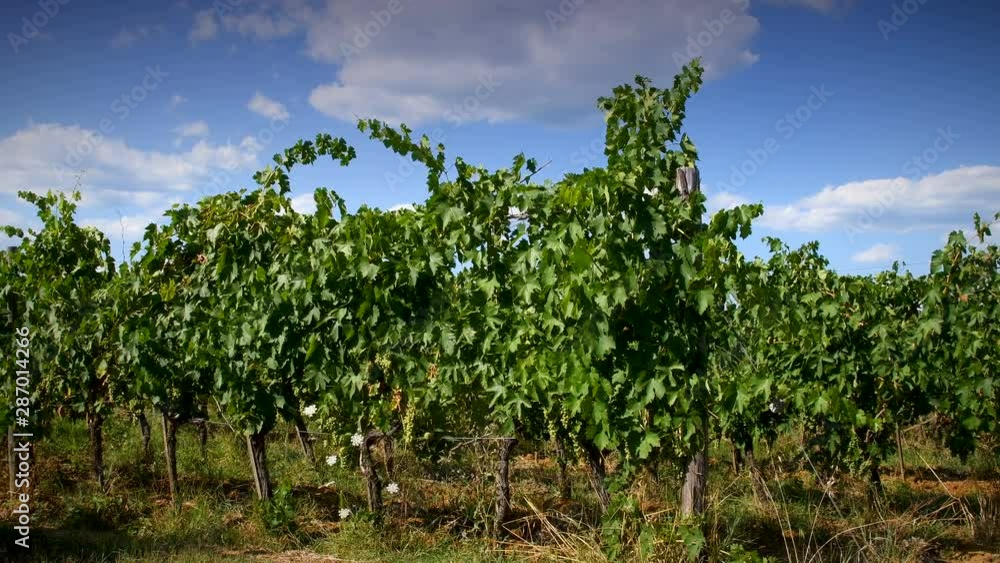 rows of green vineyards in Tuscany with blue sky. Chianti region, Italy. 4K UHD Video rows of green vineyards in Tuscany with blue sky. Chianti region, Italy. 4K UHD Video