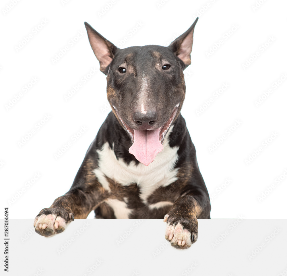 Miniature bull terrier dog above empty white banner. isolated on white background