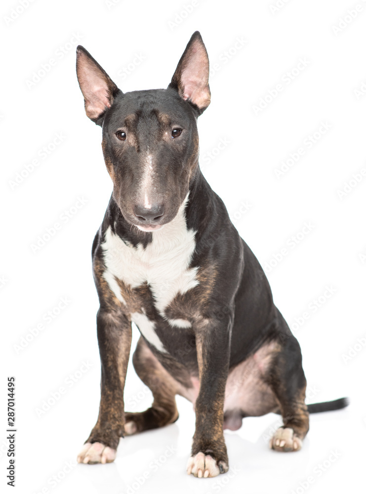 Miniature bull terrier dog looking at camera. isolated on white background