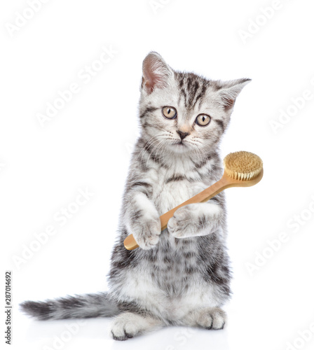 Tabby kitten with shower cap standing on hind legs and holding  bath brush. isolated on white background