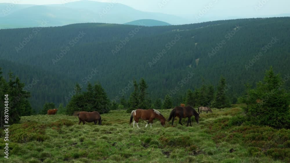 horses  graze in a pasture in the mountains, Jeseniky Mountains Praděd
