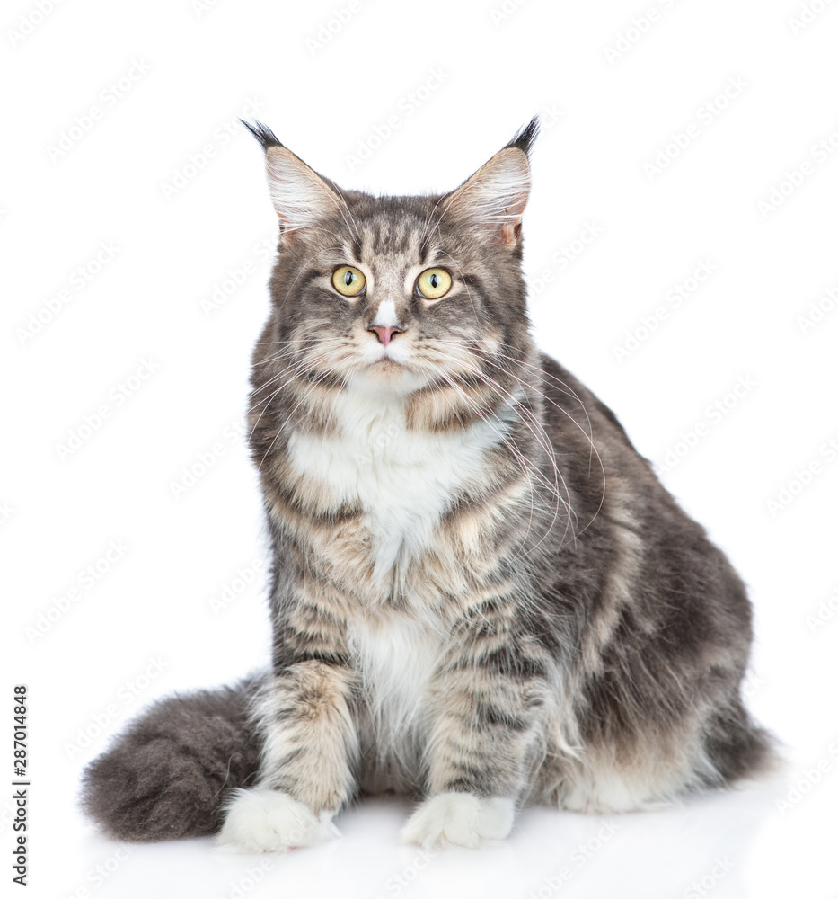 Adult maine coon cat sitting in front view. isolated on white background Adult maine coon cat sitting in front view. isolated on white background