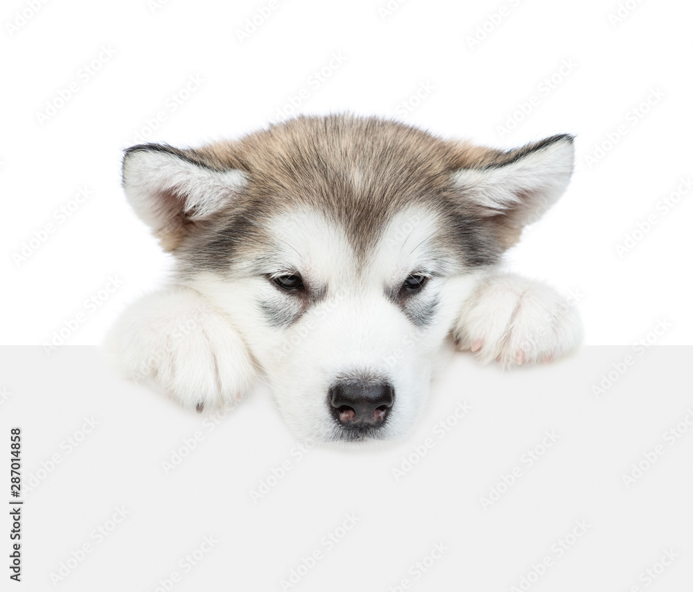 Alaskan malamute puppy over empty white banner. isolated on white background
