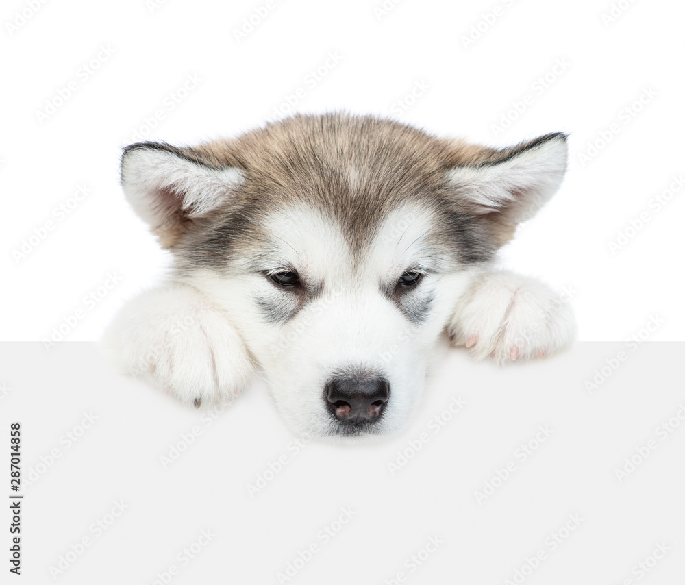 Alaskan malamute puppy over empty white banner. isolated on white background Alaskan malamute puppy over empty white banner. isolated on white background