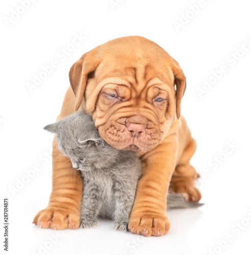 Sad mastiff puppy hugging gray kitten and looking down. isolated on white background