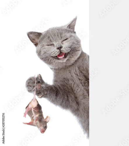 Happy cat caught a mouse and holds in its paws behind empty white banner. Isolated on white background