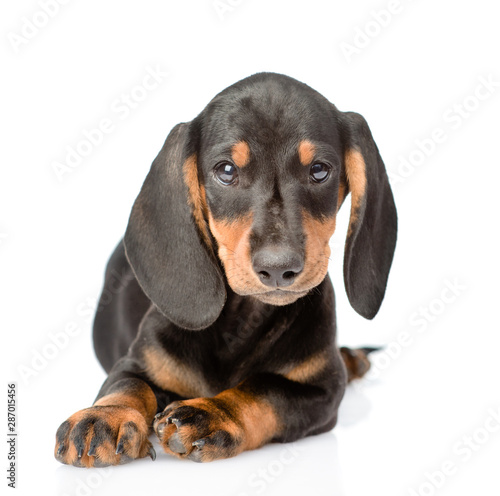 Dachshund puppy lying in front view and looking at camera. isolated on white background