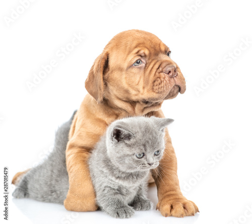 Portrait of a mastiff puppy with gray kitten. isolated on white background