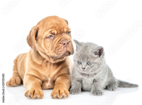 Baby kitten sitting with mastiff puppy in front view. isolated on white background