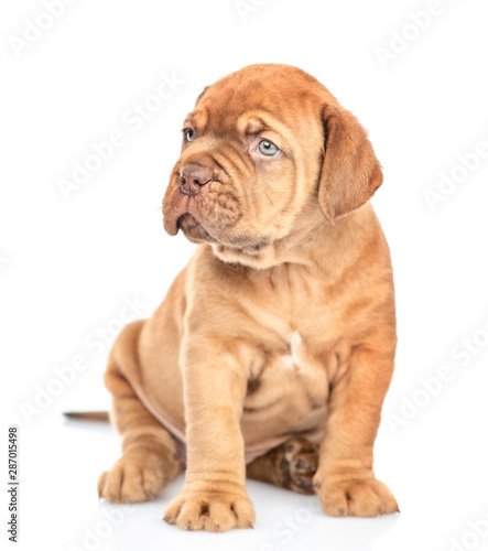 Portrait of a mastiff puppy sitting in front view and looking away. isolated on white background