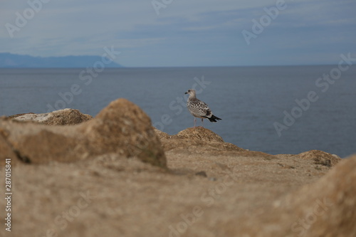 Seagull on Lake Baikal