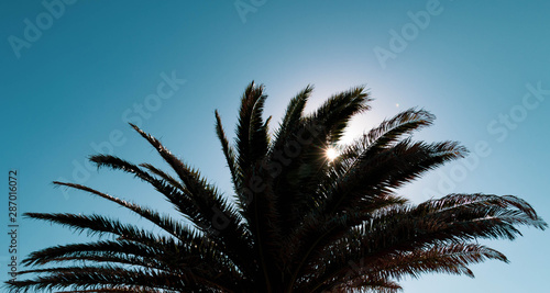 palm tree fronds